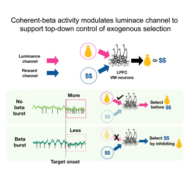 Graphical abstract for Bijan Pesaran, PhD's research published in Neuron.